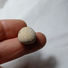 Load image into Gallery viewer, Pygomalus ovalis
