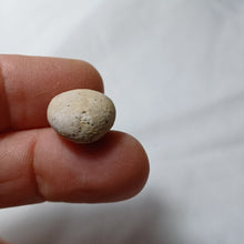 Load image into Gallery viewer, Pygomalus ovalis
