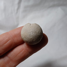 Load image into Gallery viewer, Philolectypus hemisphaericus
