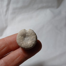 Load image into Gallery viewer, Philolectypus hemisphaericus
