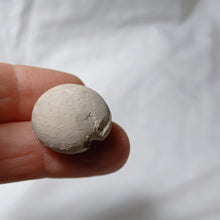 Load image into Gallery viewer, Philolectypus hemisphaericus
