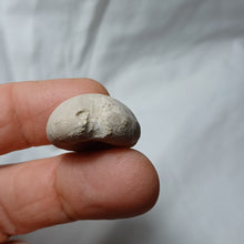 Load image into Gallery viewer, Philolectypus hemisphaericus
