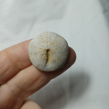 Charger l'image dans la galerie, Galeropygus deshayesi
