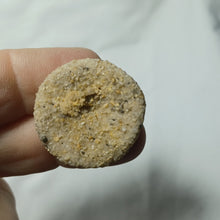 Charger l'image dans la galerie, Galeropygus deshayesi
