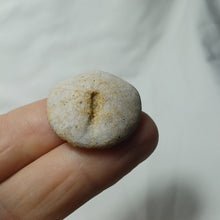 Charger l'image dans la galerie, Galeropygus deshayesi
