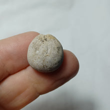 Charger l'image dans la galerie, Pygomalus ovalis
