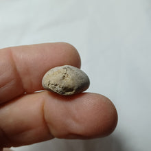 Charger l'image dans la galerie, Pygomalus ovalis
