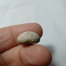 Charger l'image dans la galerie, Pygomalus ovalis
