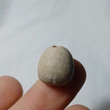 Charger l'image dans la galerie, Pygomalus ovalis
