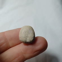 Charger l'image dans la galerie, Pygomalus ovalis
