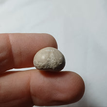 Charger l'image dans la galerie, Pygomalus ovalis
