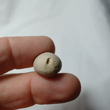 Charger l'image dans la galerie, Pygomalus ovalis
