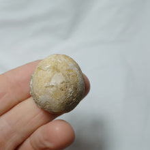 Charger l'image dans la galerie, Rhyncholampas gregoirei
