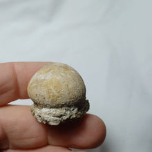 Charger l'image dans la galerie, Rhyncholampas gregoirei
