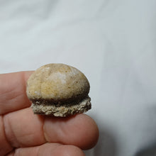 Charger l'image dans la galerie, Rhyncholampas gregoirei
