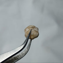 Charger l'image dans la galerie, Burmirhynchia elegantula
