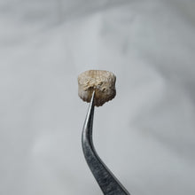 Charger l'image dans la galerie, Burmirhynchia elegantula
