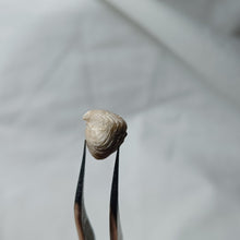 Charger l'image dans la galerie, Burmirhynchia elegantula
