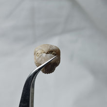 Charger l'image dans la galerie, Burmirhynchia elegantula
