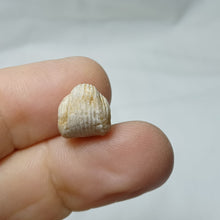 Charger l'image dans la galerie, Burmirhynchia elegantula
