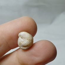 Charger l'image dans la galerie, Burmirhynchia elegantula
