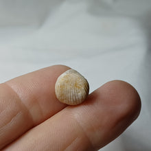 Charger l'image dans la galerie, Burmirhynchia elegantula
