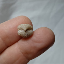 Charger l'image dans la galerie, Burmirhynchia elegantula
