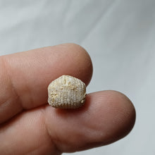 Charger l'image dans la galerie, Burmirhynchia elegantula
