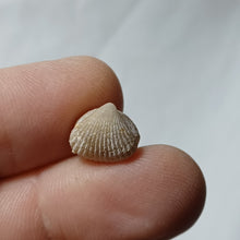 Charger l'image dans la galerie, Burmirhynchia elegantula
