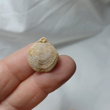 Charger l'image dans la galerie, Aulacothyris meriani
