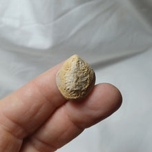 Charger l'image dans la galerie, Aulacothyris meriani
