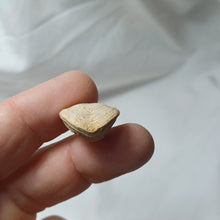 Charger l'image dans la galerie, Aulacothyris meriani
