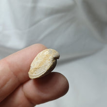 Charger l'image dans la galerie, Aulacothyris meriani
