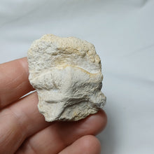 Charger l'image dans la galerie, Cuphosolenus tetracer
