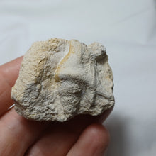 Charger l'image dans la galerie, Cuphosolenus tetracer
