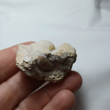 Charger l'image dans la galerie, Cuphosolenus tetracer
