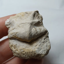 Charger l'image dans la galerie, Cuphosolenus tetracer
