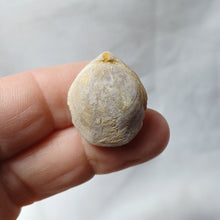 Charger l'image dans la galerie, Monsarsdithyris ronzevauxi
