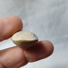 Charger l'image dans la galerie, Monsarsdithyris ronzevauxi
