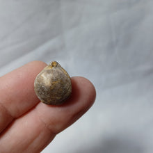 Charger l'image dans la galerie, Aulacothyris meriani
