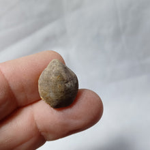 Charger l'image dans la galerie, Aulacothyris meriani
