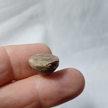 Charger l'image dans la galerie, Aulacothyris meriani
