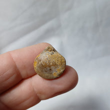 Charger l'image dans la galerie, Aulacothyris meriani
