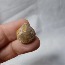 Charger l'image dans la galerie, Aulacothyris meriani
