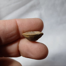 Charger l'image dans la galerie, Aulacothyris meriani
