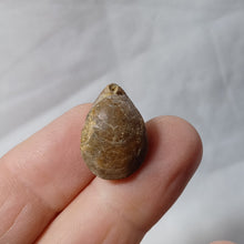 Charger l'image dans la galerie, Tubithyris wrighti
