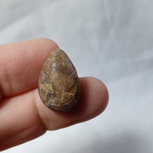 Charger l'image dans la galerie, Tubithyris wrighti
