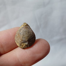 Charger l'image dans la galerie, Tubithyris wrighti
