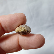 Charger l'image dans la galerie, Tubithyris wrighti
