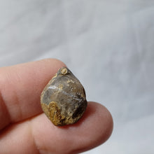 Charger l'image dans la galerie, Tubithyris wrighti
